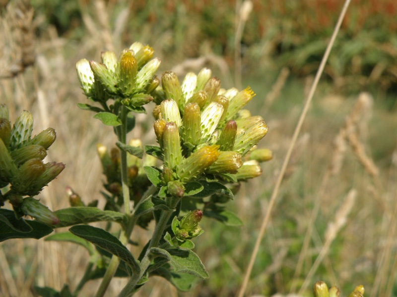 Inula conyzae